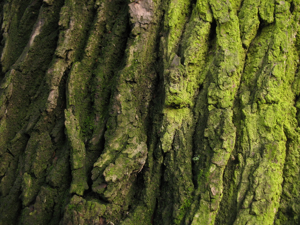 Patterns Of Nature - Treebark&Moos