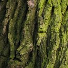 Patterns Of Nature - Treebark&Moos