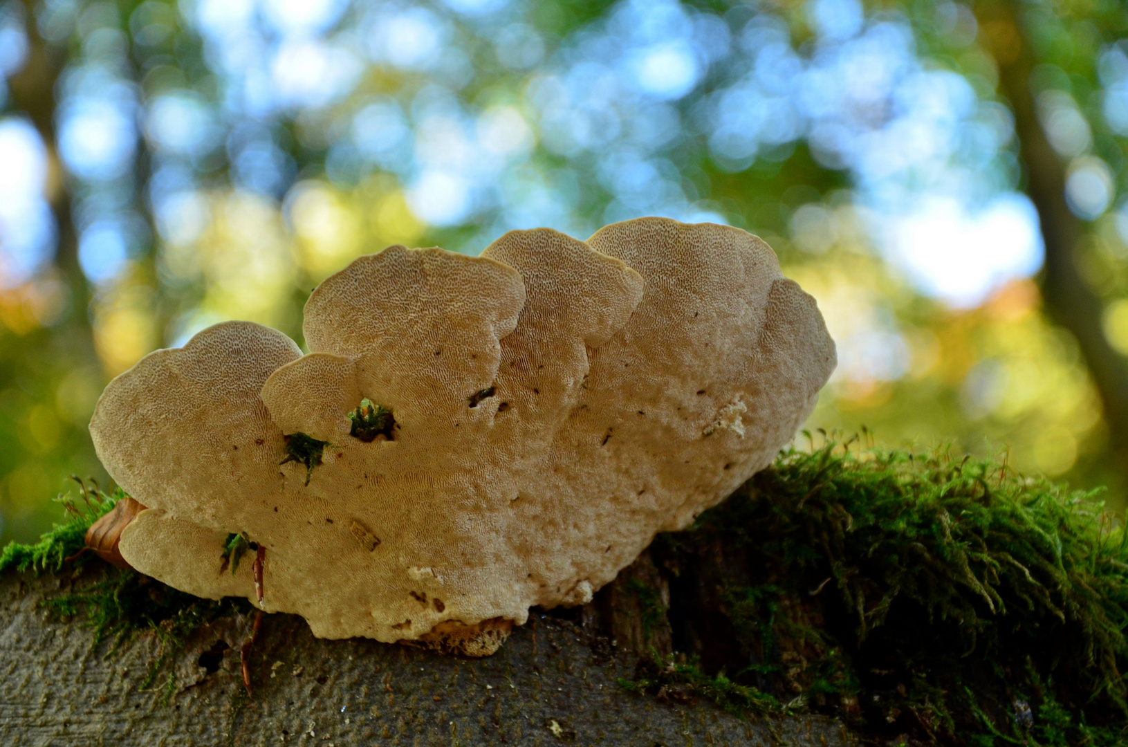 Patterns of the forest --- Trametes gibbosa (Pers.) Fr.