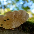 Patterns of the forest --- Trametes gibbosa (Pers.) Fr.