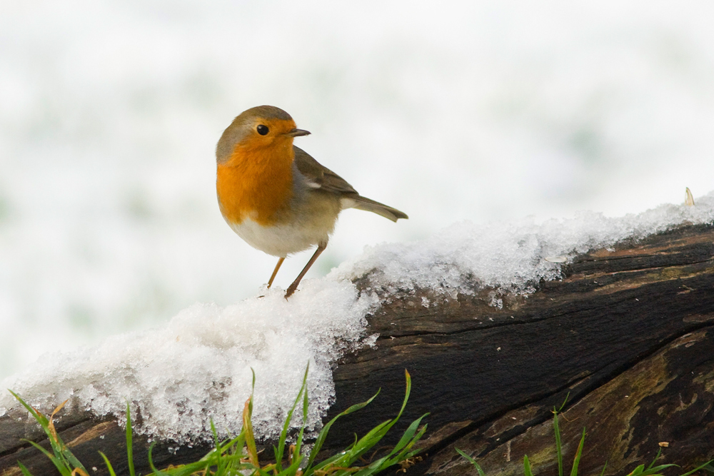 Pattes au froid de Joseph67 