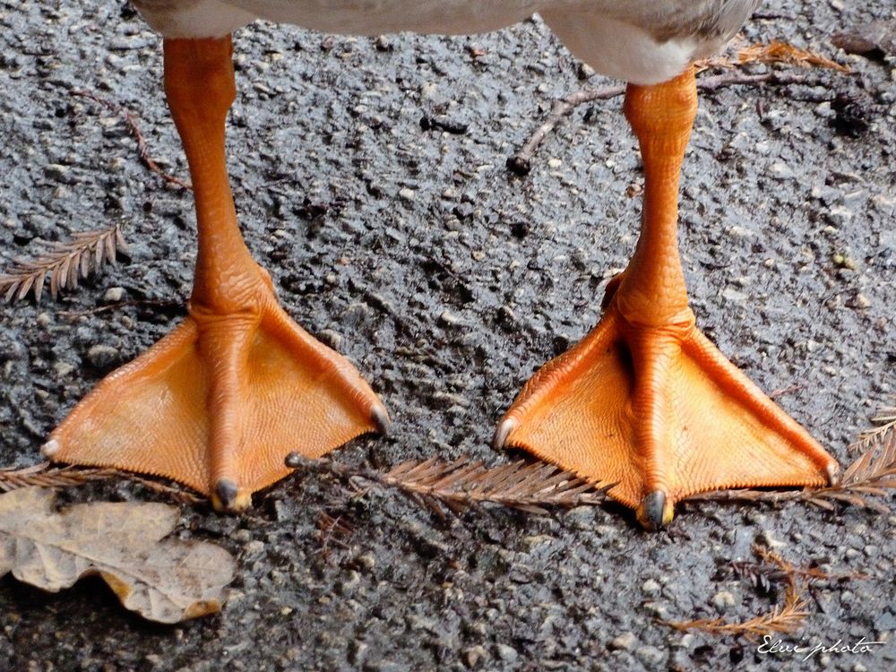 Pattes d'oie photo et image nature, orange, animaux Images