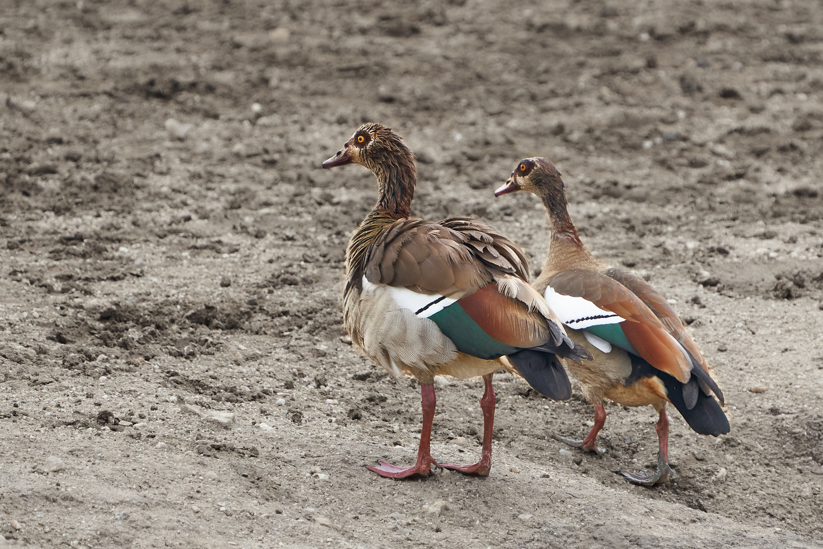 Pattschnasse Nilgänse