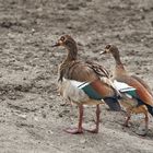 Pattschnasse Nilgänse