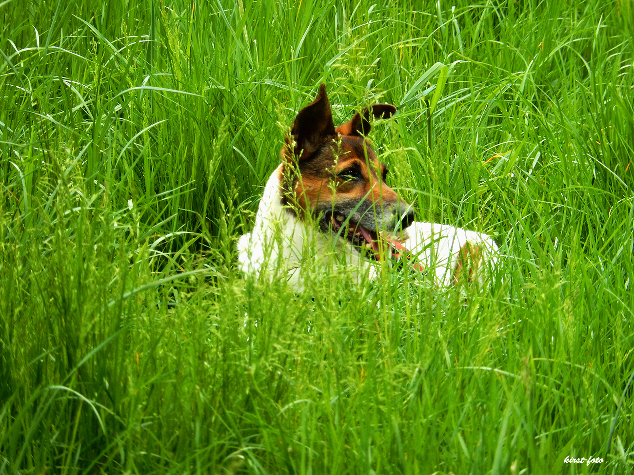 Patty hat alles im Blick, vor allem die Mäuse