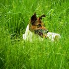 Patty hat alles im Blick, vor allem die Mäuse