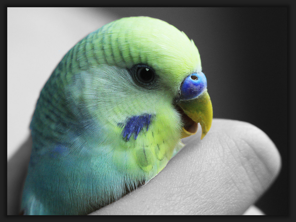 patty, the laughing budgie