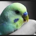 patty, the laughing budgie