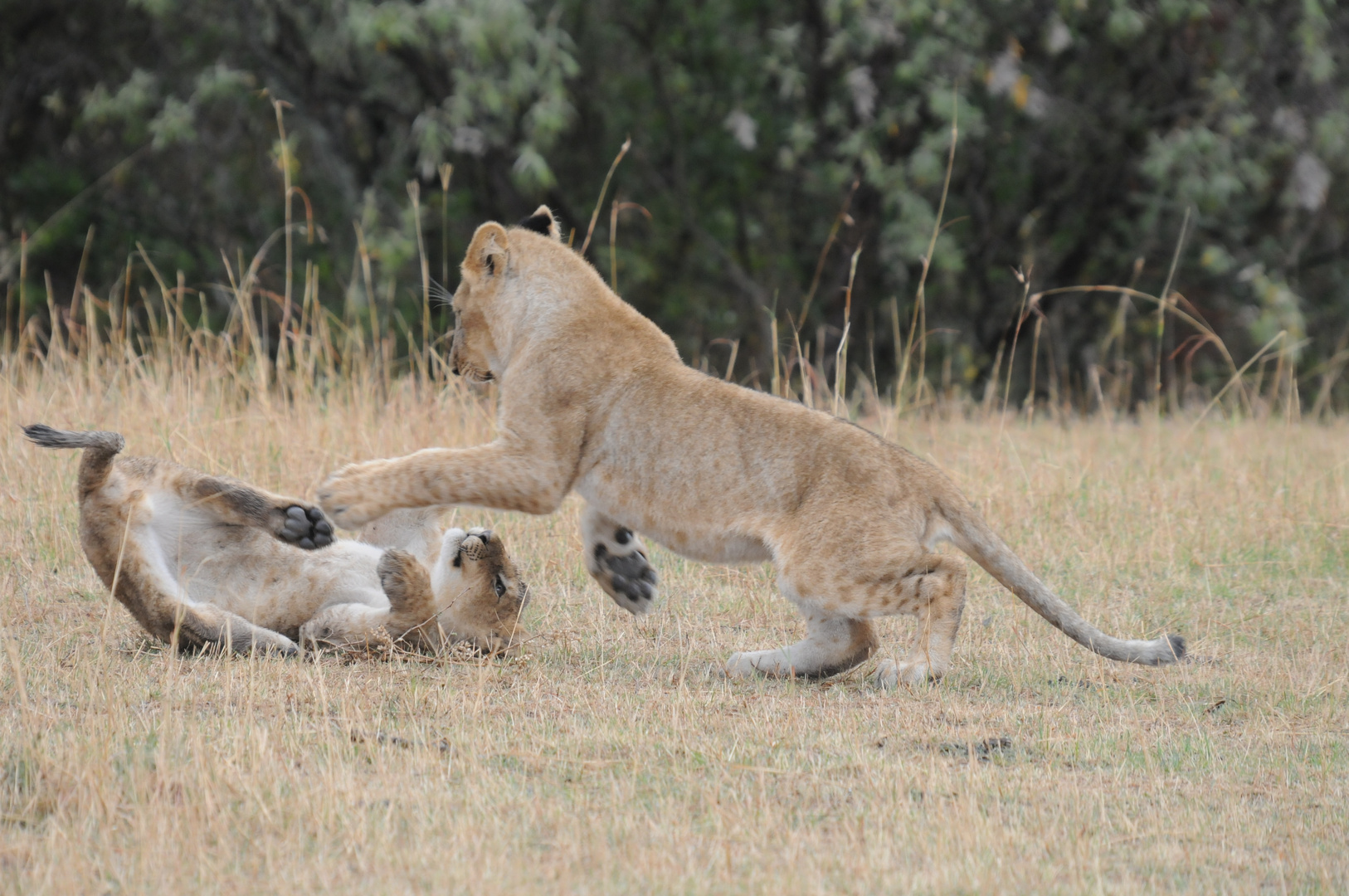 Patz Kenia ( Masai Mara )