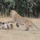 Patz Kenia ( Masai Mara )