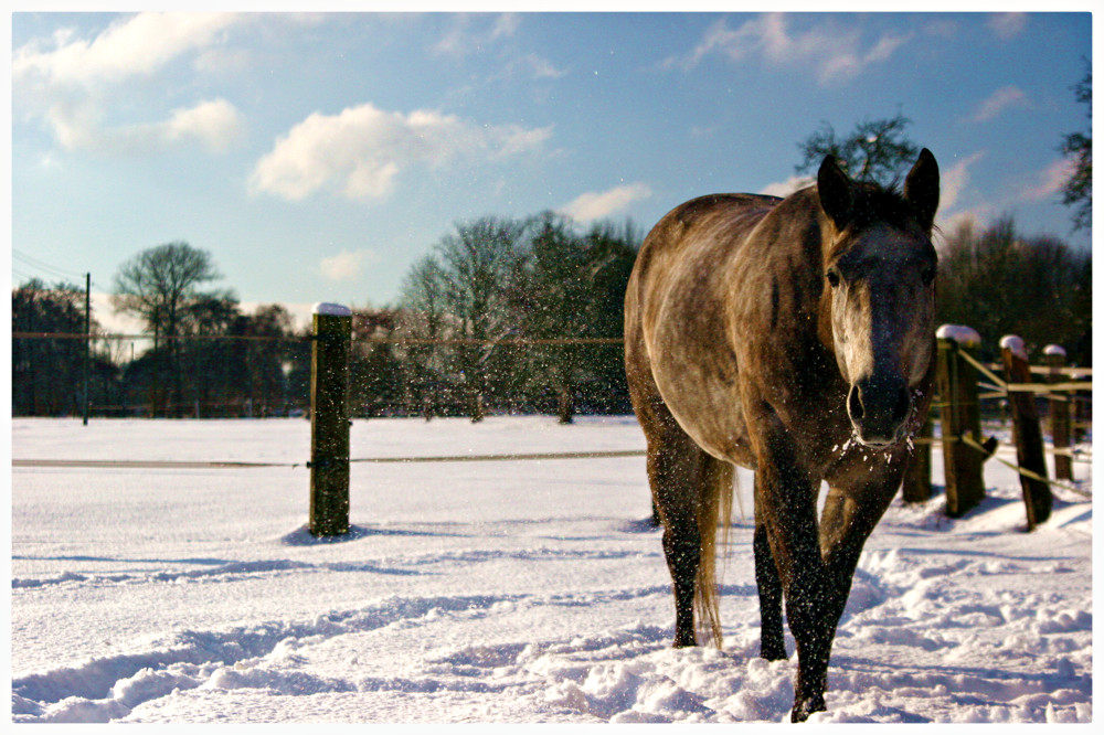 Patzy im Schnee