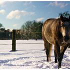 Patzy im Schnee