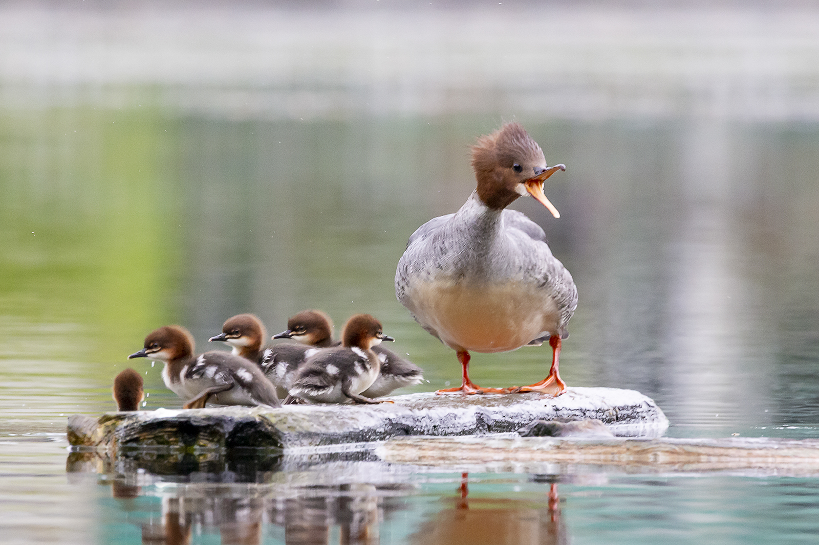 Pauel komm aus dem Wasser der Hecht  frisst dich sonst