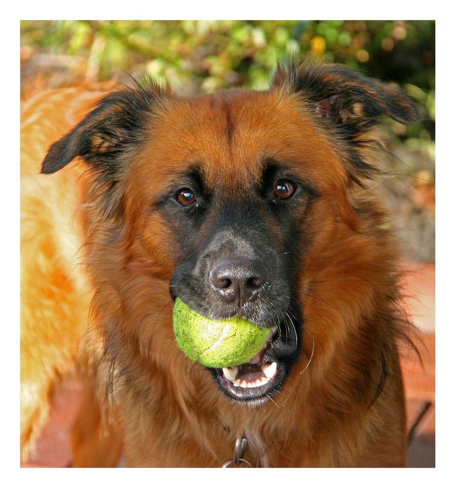 Paul aus Bielefeld Foto & Bild tiere, haustiere, hunde Bilder auf