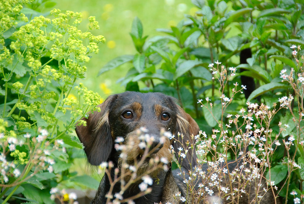 Paul der Blumenfreund...