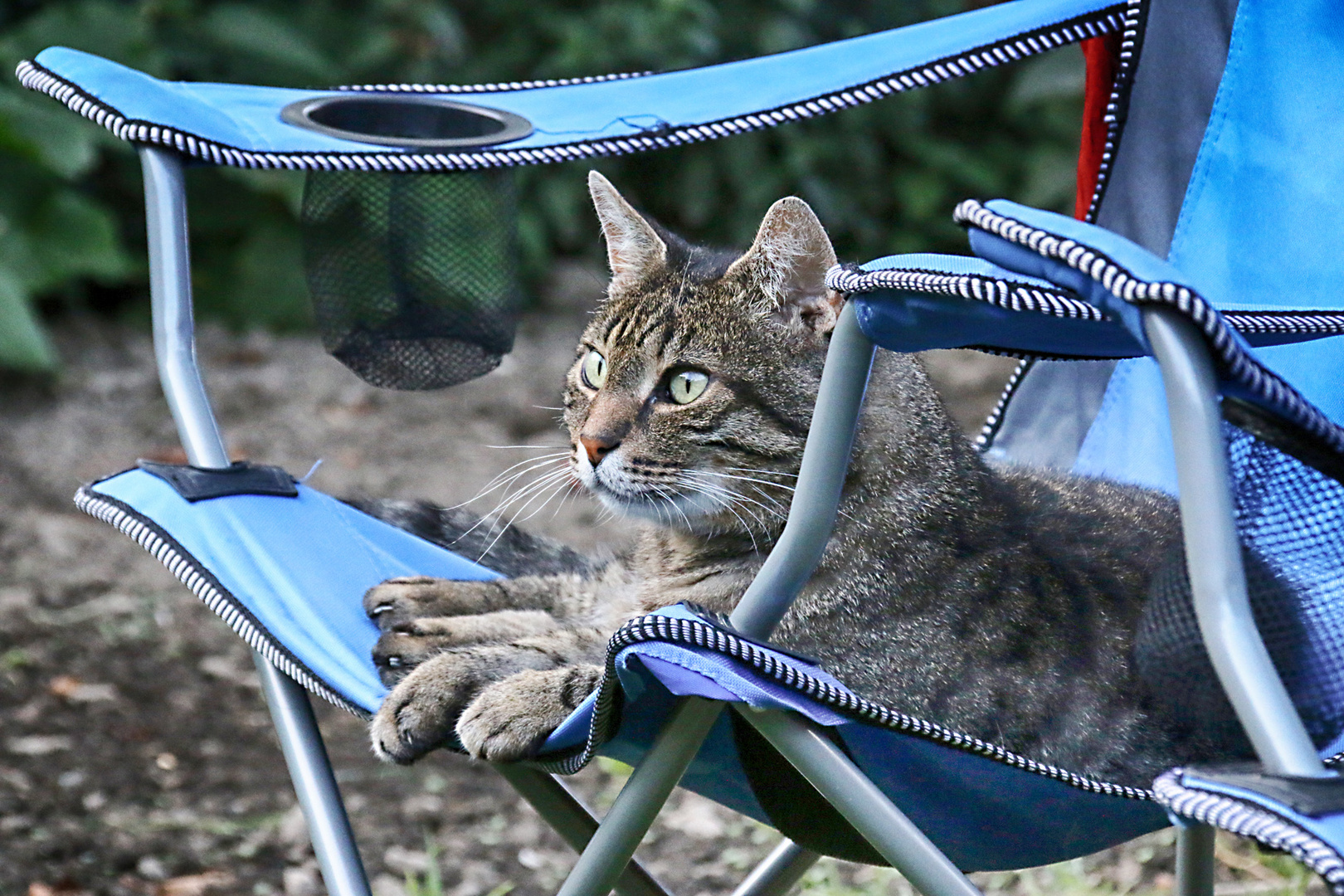 PAUL - DER KATER