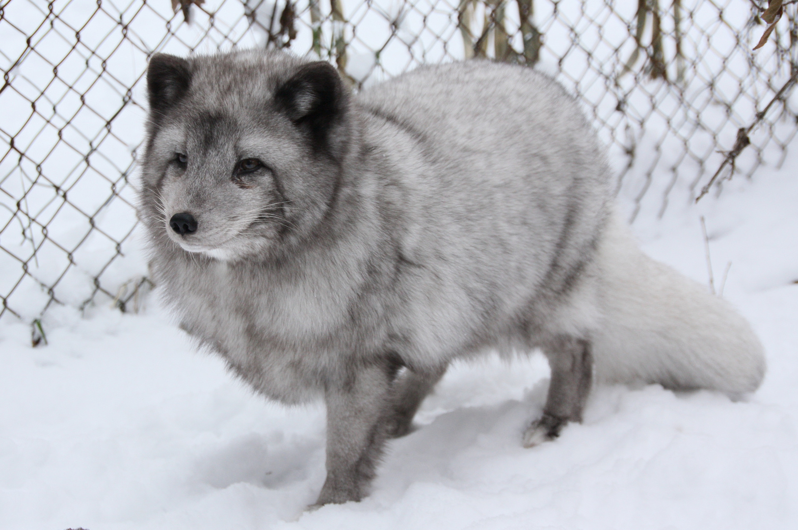 Paul der Polarfuchs