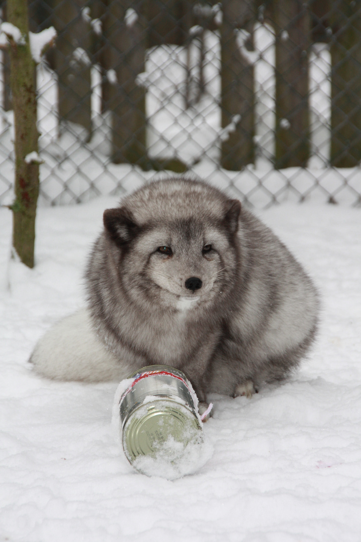 Paul der Polarfuchs die 2