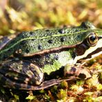 Paul der Teichfrosch