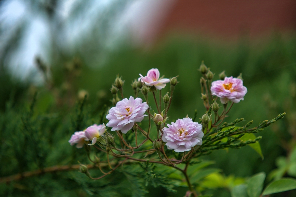 Paul Himalayan Musk