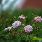 Paul Himalayan Musk