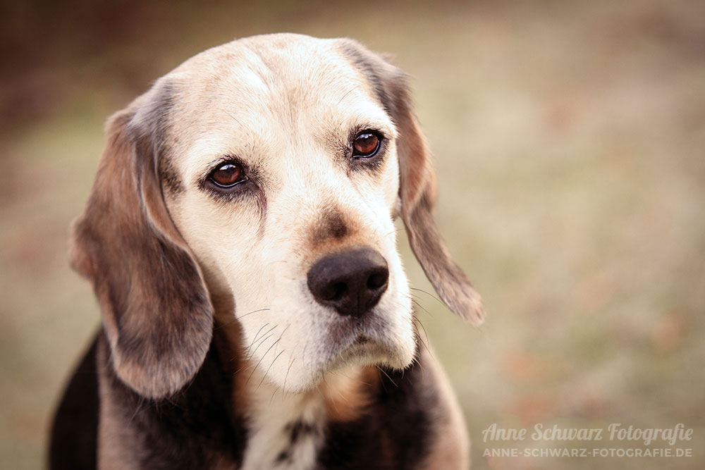 Paul | Hundeportrait