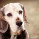 Paul | Hundeportrait