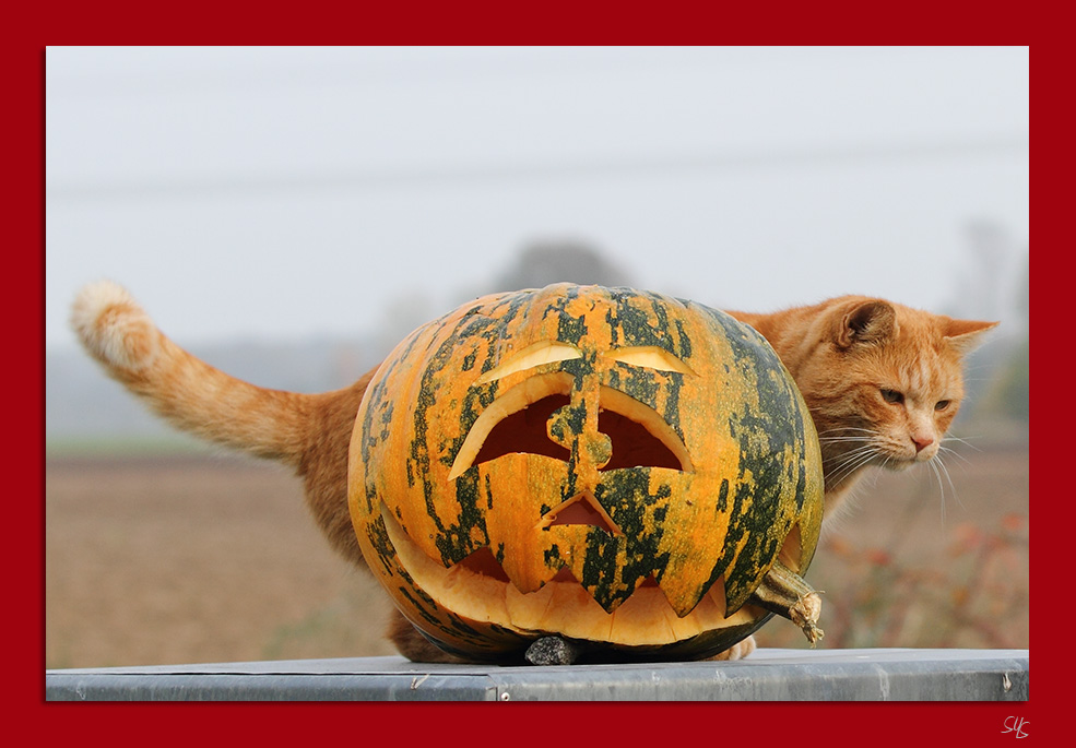 Paul - Im Halloweenfieber