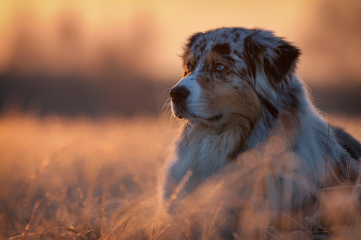 Paul im Licht der aufgehenden Wintersonne