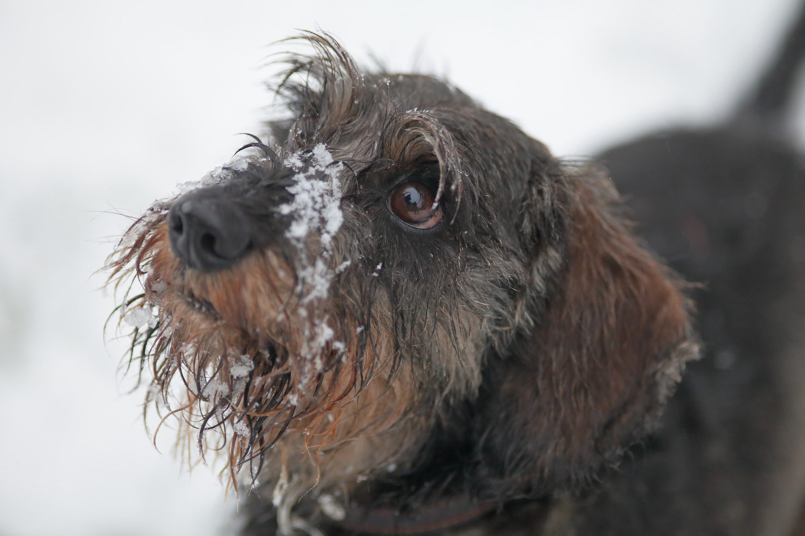 Paul im Schnee