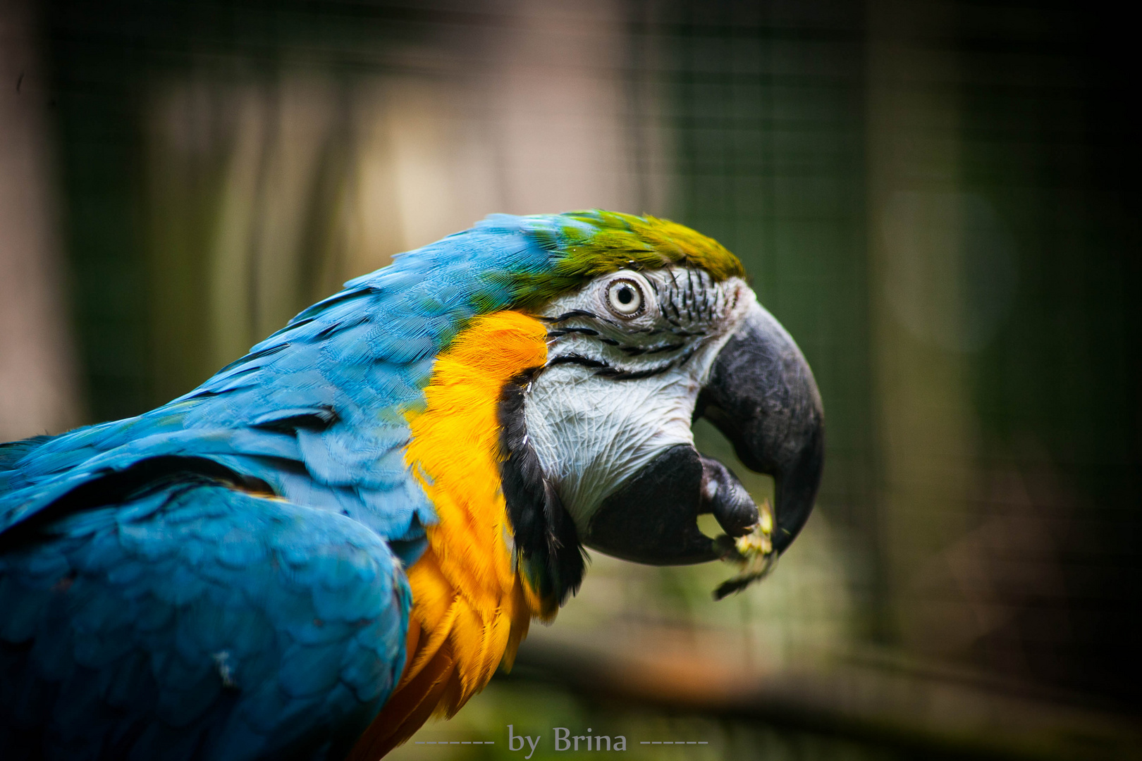 Paul im Zoo Strahlsund