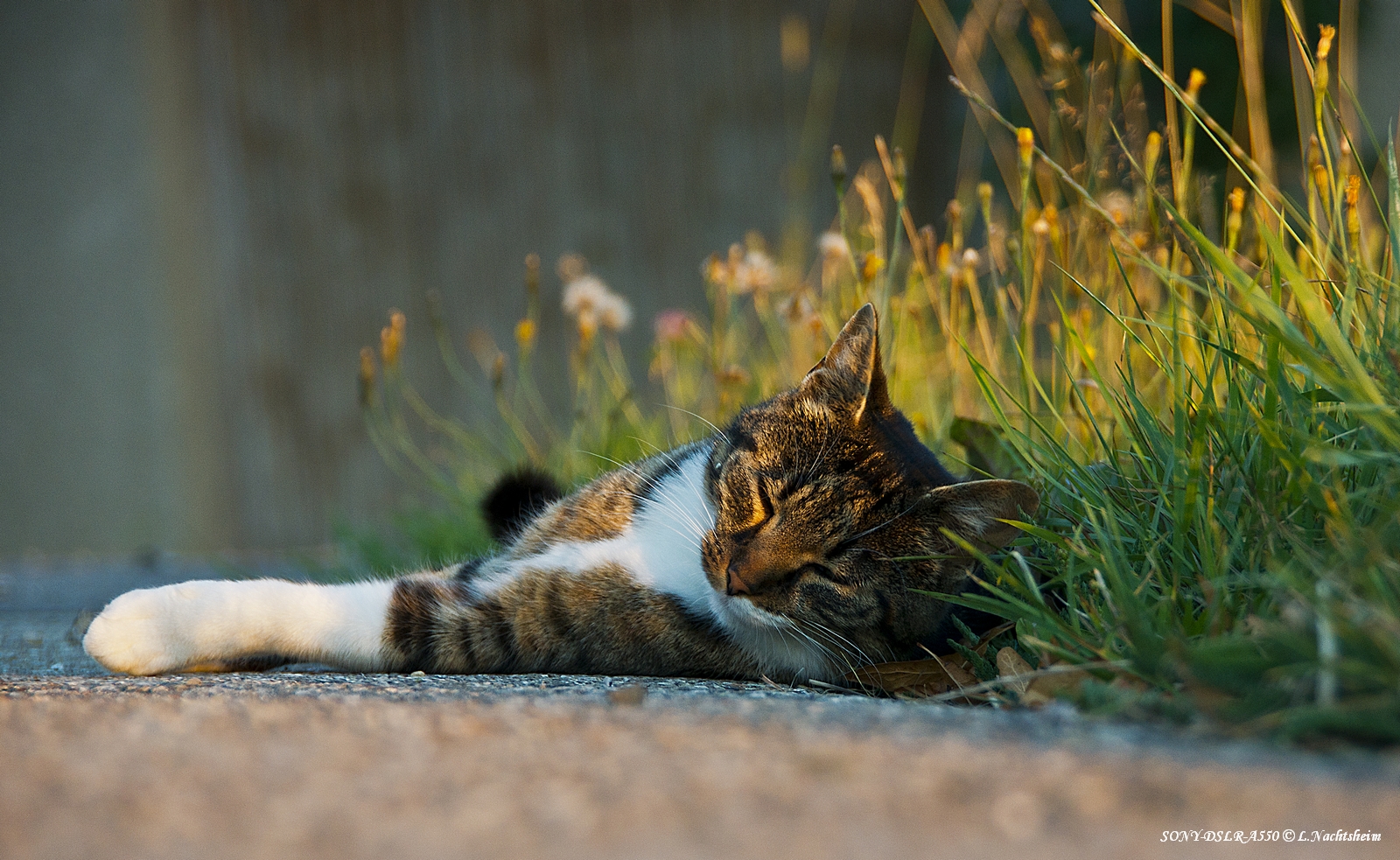 Paul in der Abendsonne