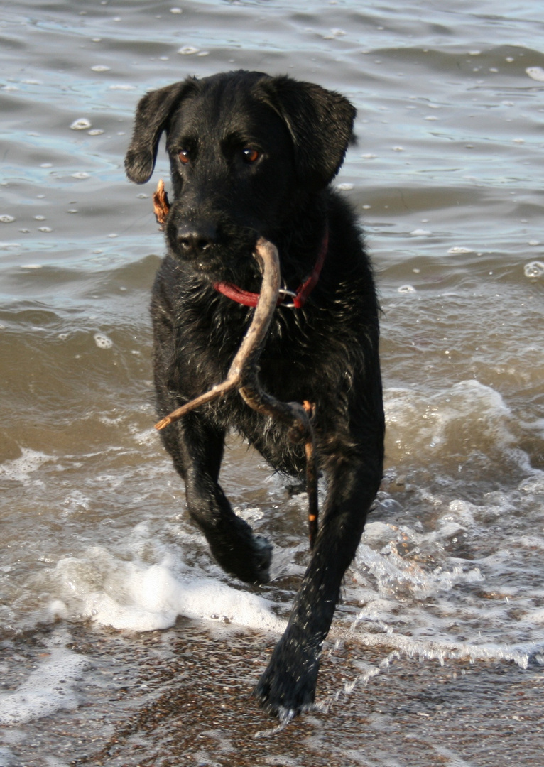 PAUL in der Ostsee am Strand von Rosenhagen