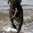 PAUL in der Ostsee am Strand von Rosenhagen