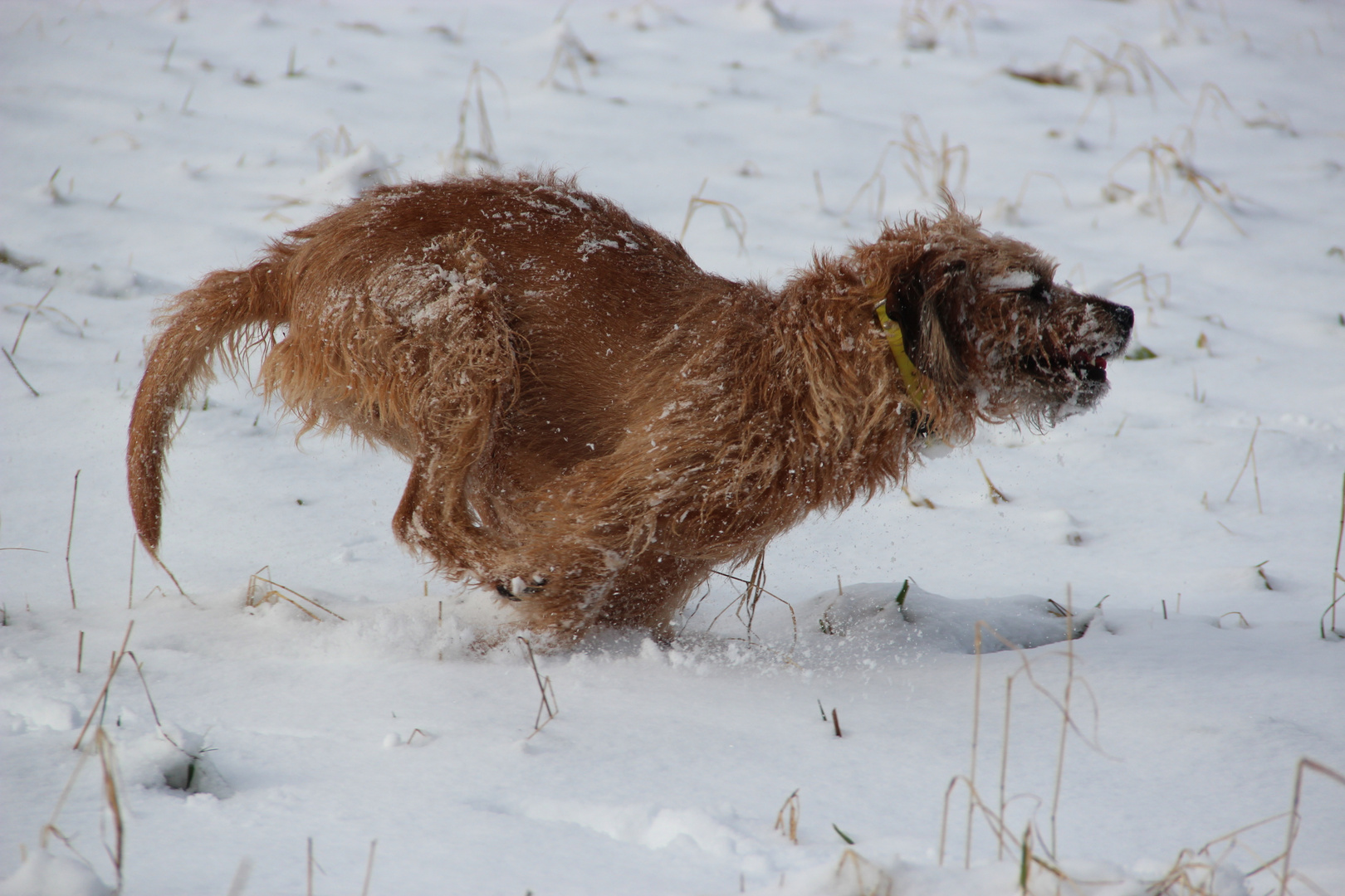 Paul liebt Schnee