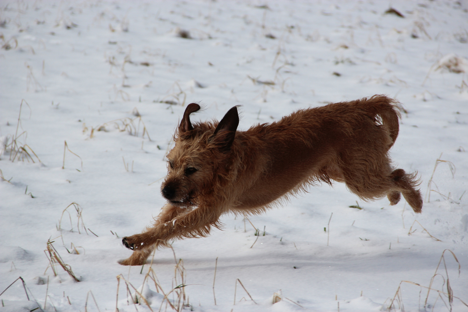 Paul liebt Schnee die 2.