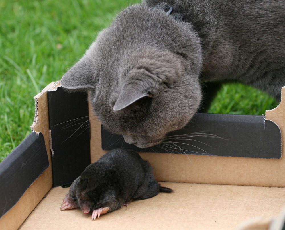 Entspannt wie eine Katze diegesundheitsexperten