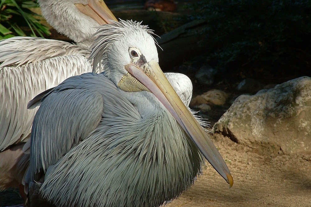 Paul Pelikan Foto Bild tiere zoo wildpark Paul Pelikan Foto Bild tiere zoo wildpark