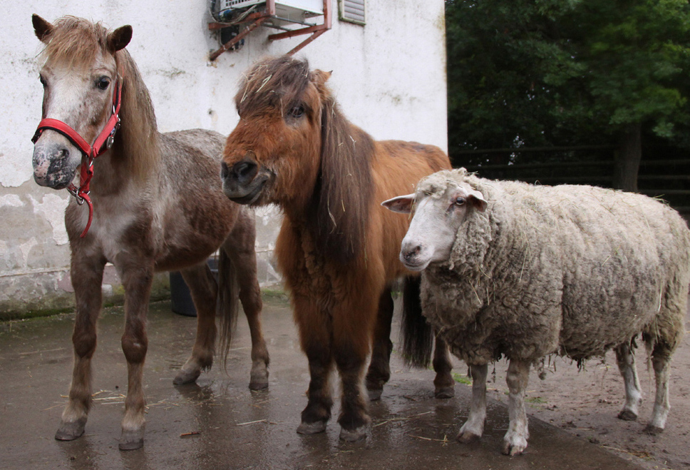 Paul (re.) weiß genau, in einem anderen Leben war er ein Pony.