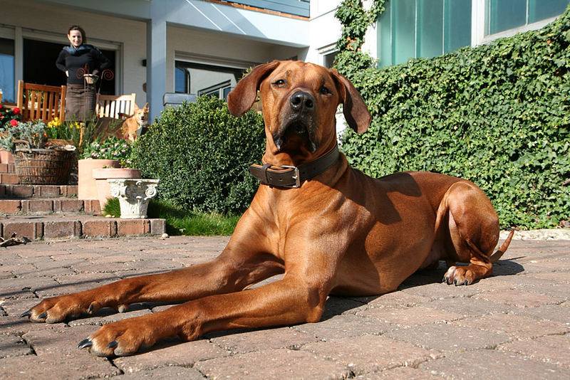 Paul - Rhodesian Ridgeback 11.03.2007