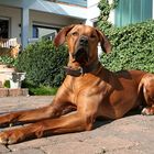 Paul - Rhodesian Ridgeback 11.03.2007