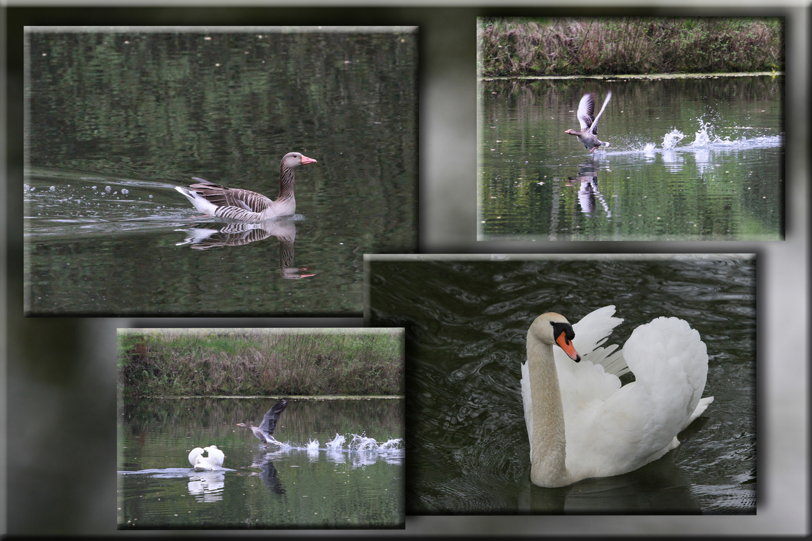 Paul und die Gans