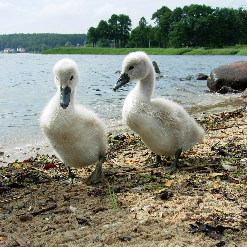 Paul und Paulines Küken#2