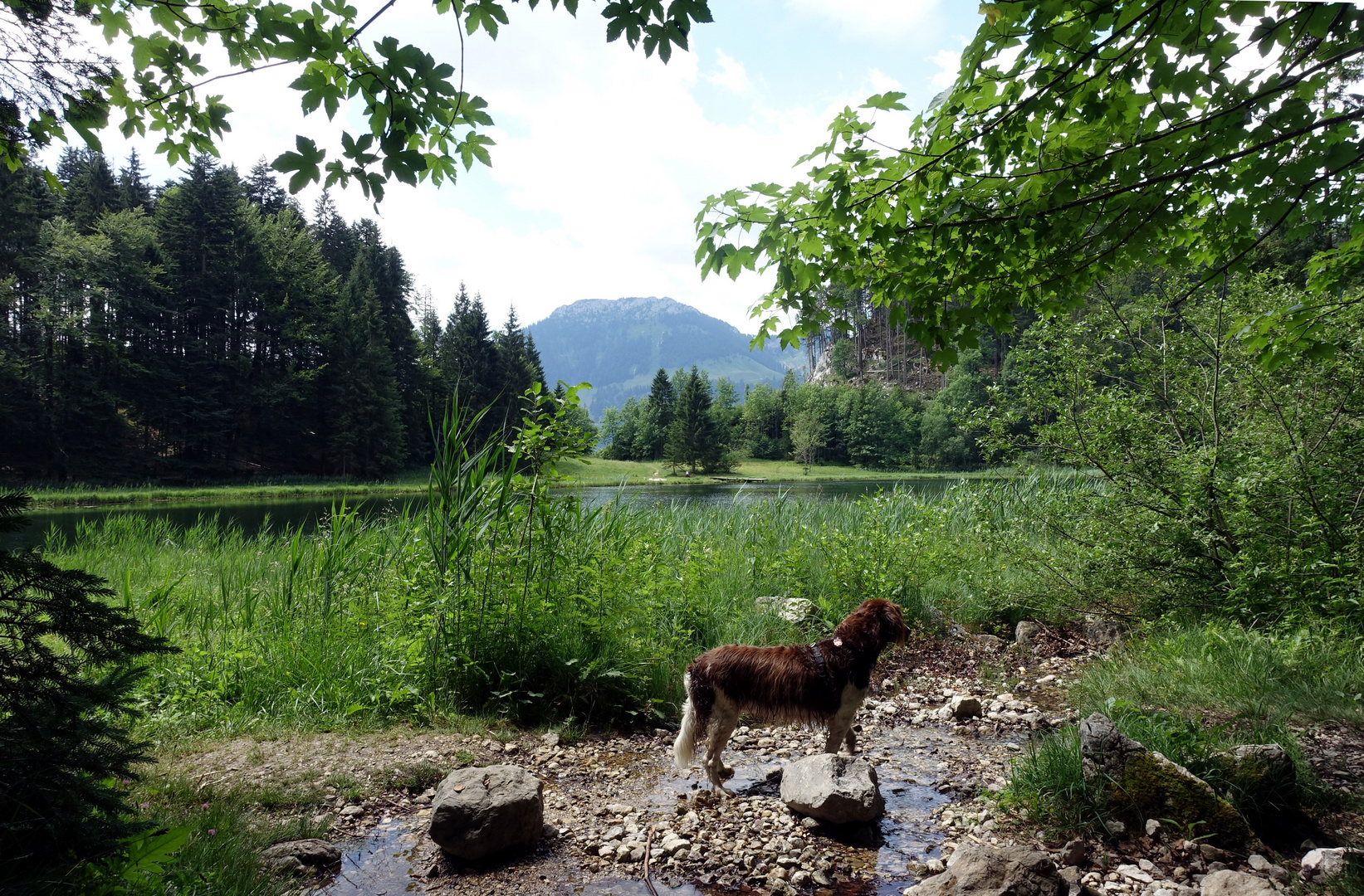 Paula am Bichlersee.