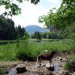 Paula am Bichlersee.