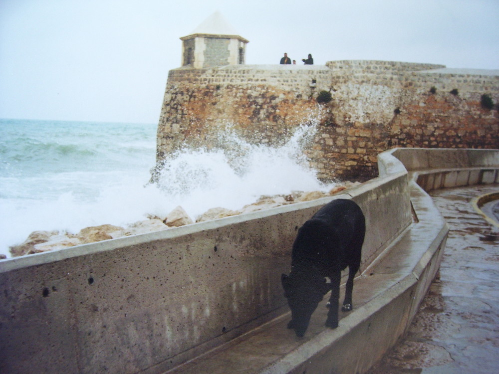 paula auf der hafenmole eivissa im märz