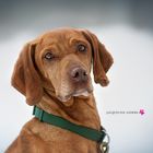 Paula, eine bezaubernde Vizsla-Hündin