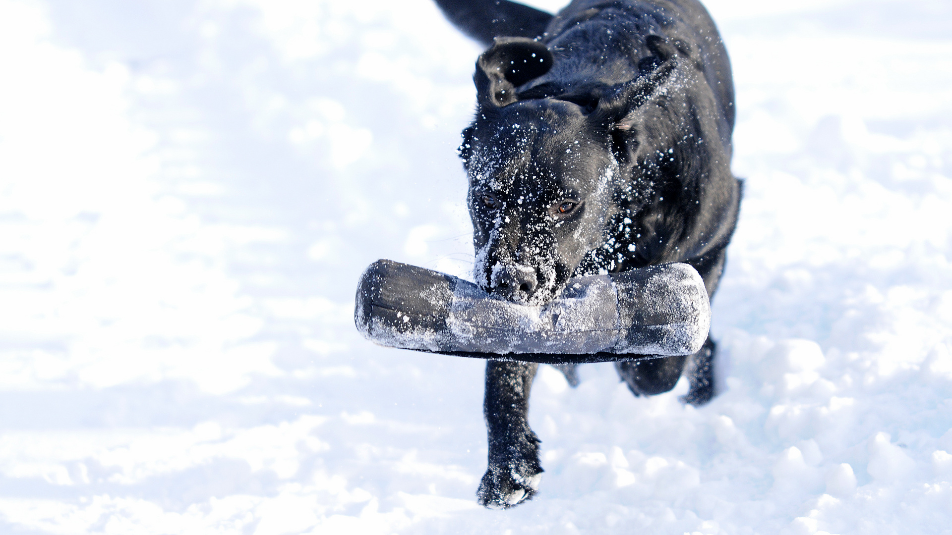 Paula im Schnee