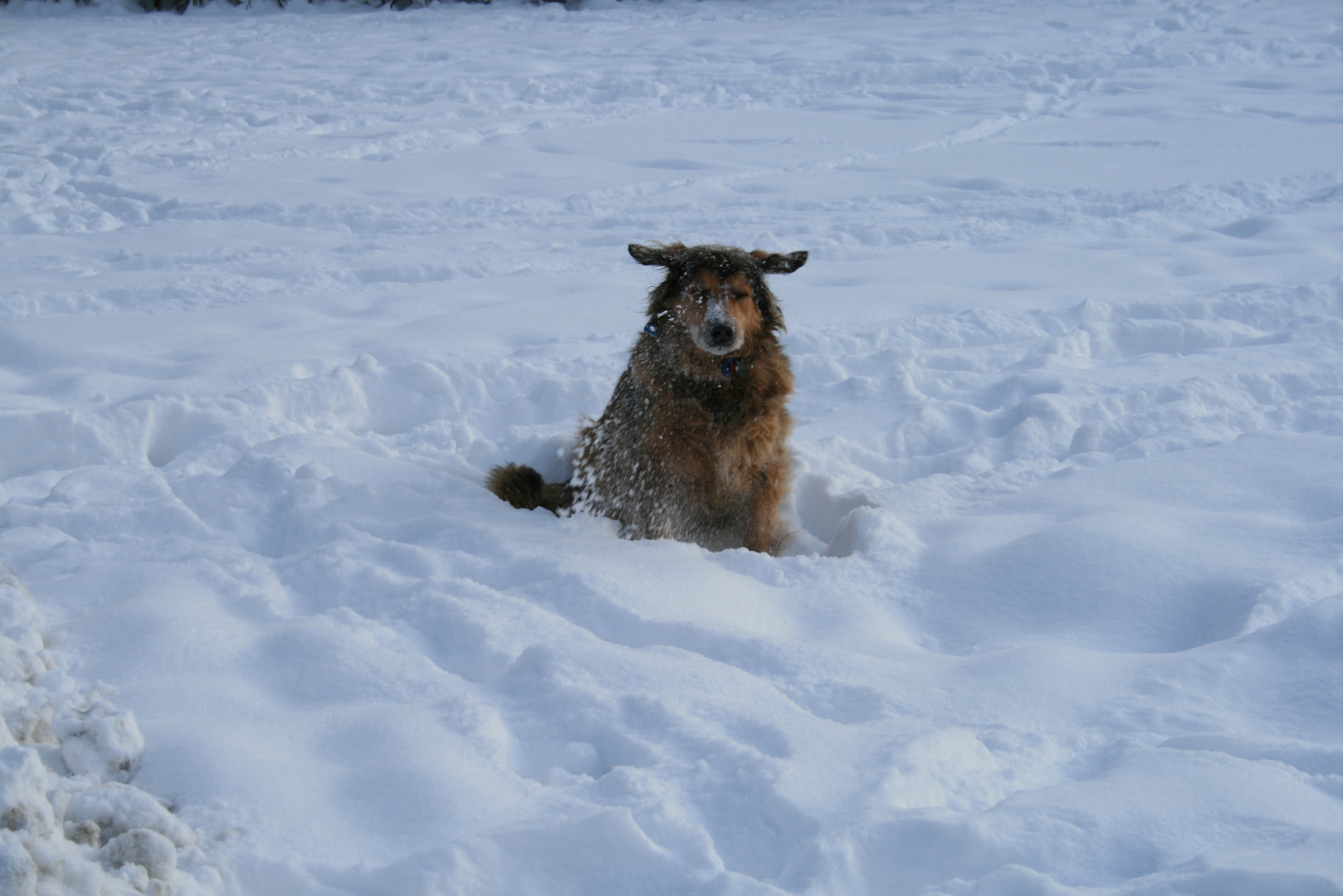 Paula im Schnee