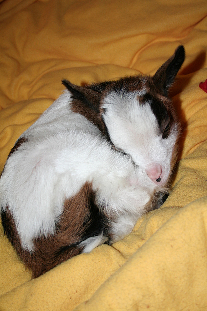 Paula in meinem Bett